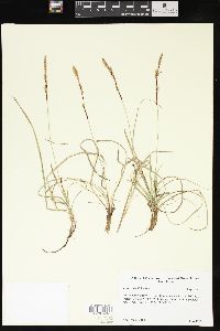 Carex meadii image