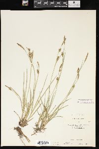 Carex meadii image