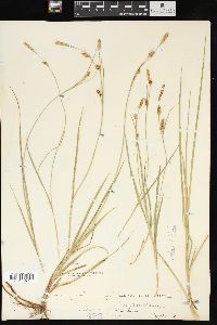 Carex meadii image