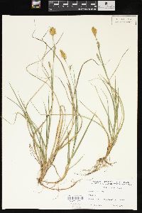 Carex meadii image