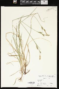 Carex meadii image