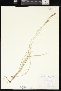 Carex meadii image