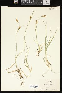 Carex meadii image