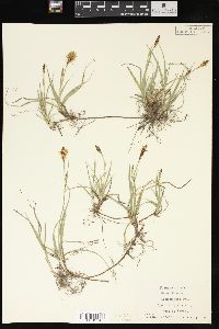 Carex meadii image