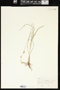 Carex meadii image