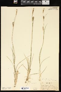 Carex meadii image