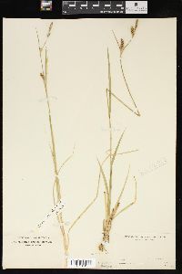 Carex meadii image