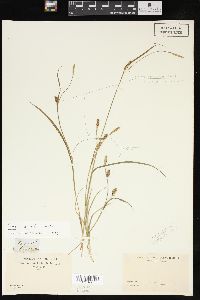 Carex meadii image