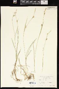 Carex meadii image