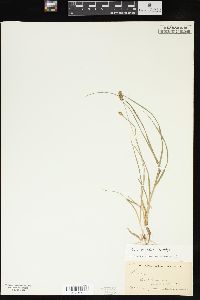 Carex meadii image