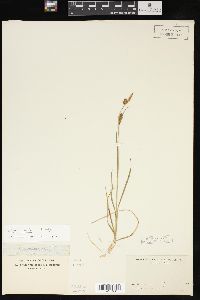 Carex meadii image