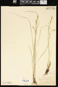 Carex tetanica image