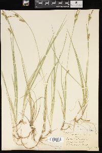 Carex meadii image