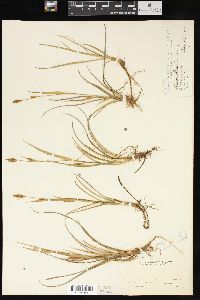 Carex meadii image