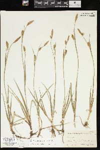 Carex meadii image