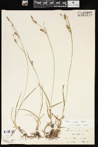 Carex meadii image