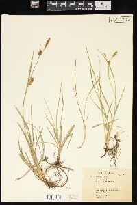 Carex meadii image