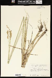 Carex merritt-fernaldii image