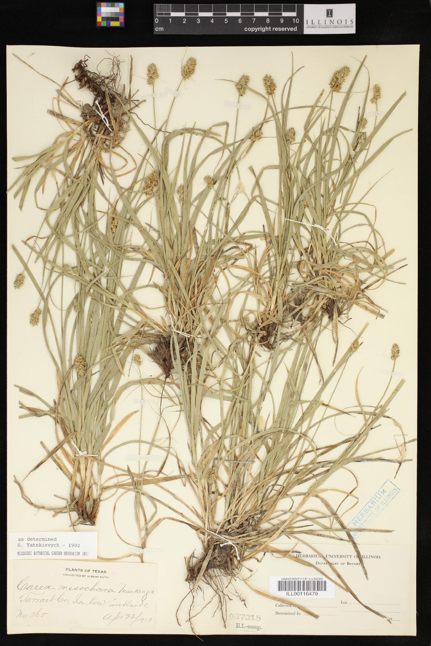 Carex mesochorea image