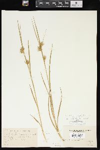 Carex michauxiana image