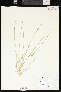 Carex molesta image