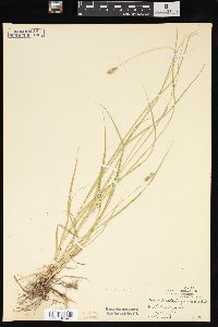 Carex muehlenbergii var. enervis image