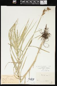 Carex muskingumensis image