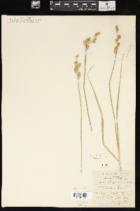 Carex muskingumensis image