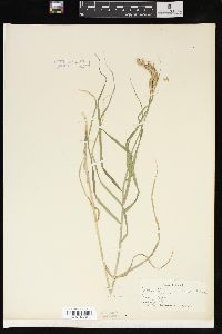 Carex muskingumensis image