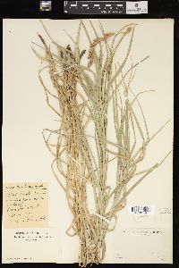 Carex muskingumensis image