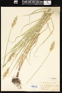 Carex muskingumensis image