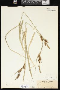 Carex nebrascensis image