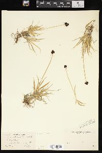 Carex nelsonii image