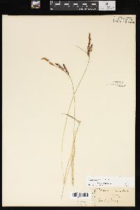 Carex nigra image