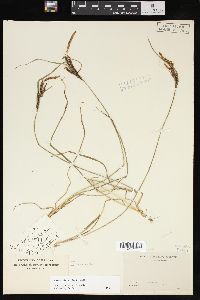 Carex nigra image