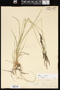 Carex nigra image