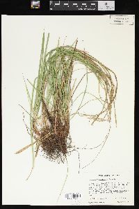 Carex nigromarginata image