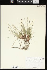 Carex nigromarginata image