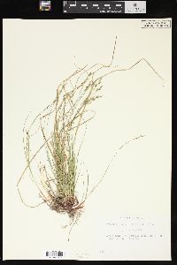 Carex nigromarginata image