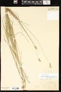 Carex normalis image