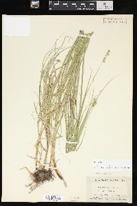 Carex normalis image