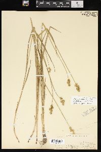 Carex normalis image