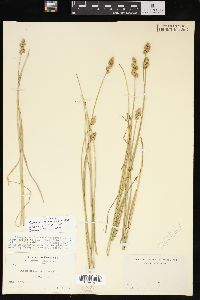 Carex normalis image