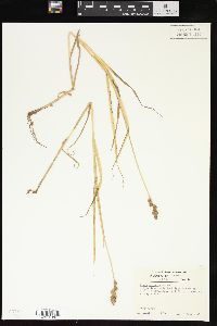 Carex normalis image