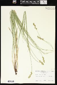 Carex normalis image