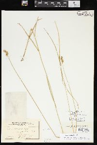 Carex normalis image