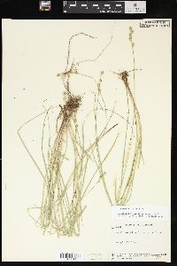 Carex festucacea image