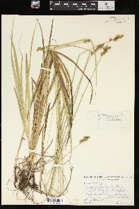 Carex normalis image