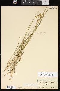 Carex normalis image