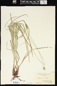 Carex normalis image